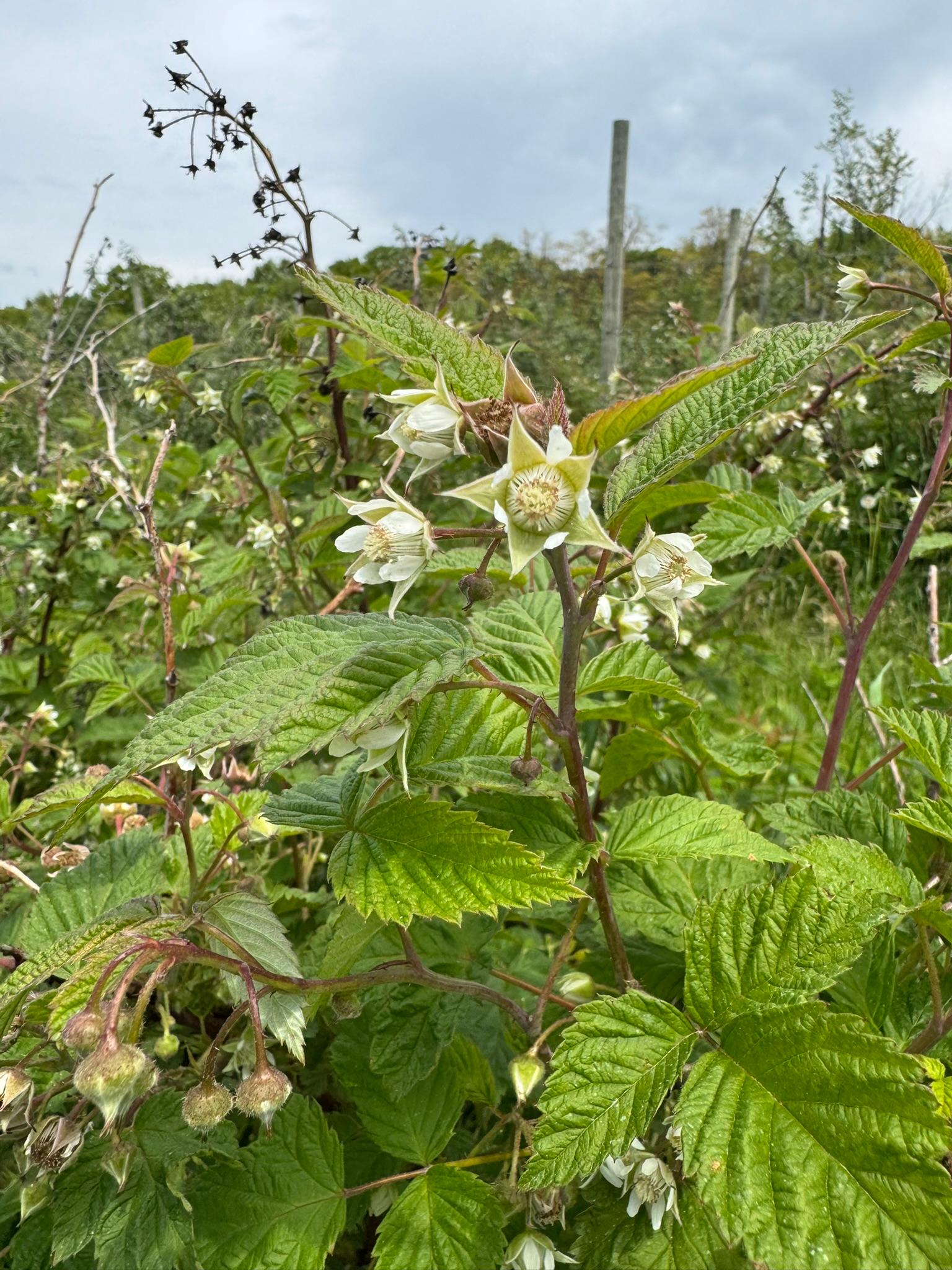 Summer Raspberry Spicers May 27.JPEG
